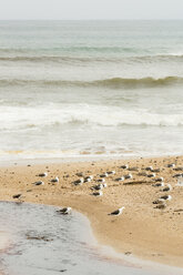 New Zealand, Chatham Island, Seagulls on sandbank at Owenga shore - SHF001231