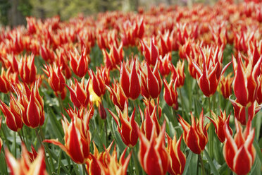 Türkei, Istanbul, Emirgan Park, Tulpenfest, Tulpenbett, Tulipa - SIEF005339