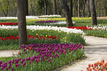 Türkei, Istanbul, Emirgan Park, Tulpenfest, Tulpenbeete, Tulipa - SIEF005342