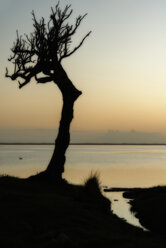 Neuseeland, Chatham-Insel, Silhouette eines Baumes Blind Jims Creek - SHF001217