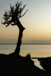 New Zealand, Chatham Island, Silhouette of tree Blind Jims Creek - SHF001217