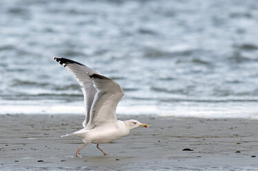 Deutschland, Schleswig-Holstein, Heringsmöwe, Larus argentatus - HACF000106