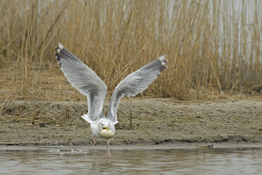 Deutschland, Schleswig-Holstein, Heringsmöwe, Larus argentatus, Eierdiebstahl - HACF000098