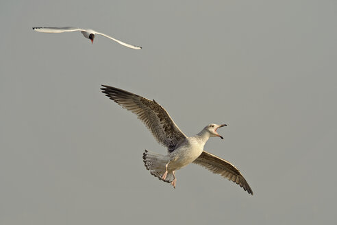 Deutschland, Schleswig-Holstein, Lachmöwe, Chroicocephalus ridibundus, angreifende Heringsmöwe, Larus argentatus - HACF000108