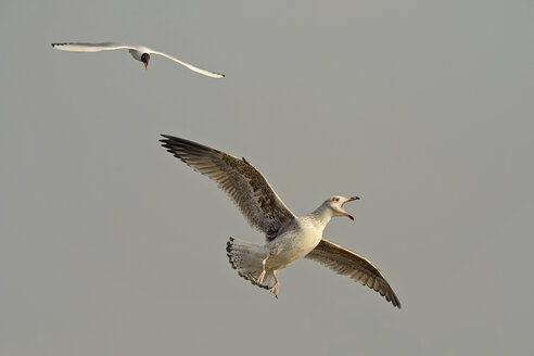 Germany, Schleswig-Holstein, Black-headed gull, Chroicocephalus ridibundus, attacking Herring gull, Larus argentatus - HACF000108
