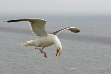 Germany, Schleswig-Holstein, Herring gull, Larus argentatus, flying - HACF000102