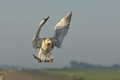 Germany, Schleswig-Holstein, Black-headed gull, Chroicocephalus ridibundus, young animal, flying stock photo