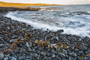 Neuseeland, Chatham-Insel, Kelp auf Basaltfelsen in der Ohira-Bucht - SHF001192