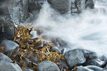 Neuseeland, Chatham-Insel, Kelp auf Basaltfelsen in der Ohira-Bucht - SHF001194