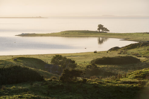 New Zealand, Chatham Island, harekauri peninsula with single tree - SHF001199