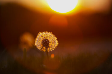 Deutschland, Pusteblume, Gemeiner Löwenzahn, Taraxacum officinale, am Abend - JTF000538