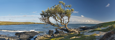 Neuseeland, Chatham-Insel, Windgebeugter Baum in der Ohira-Bucht, lizenzfreies Stockfoto