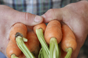 Hands holding carrots - SGF000628