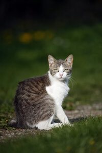 Deutschland, Baden-Württemberg, Grau-weiß gestromte Katze, Felis silvestris catus, sitzend auf Wiese - SLF000412