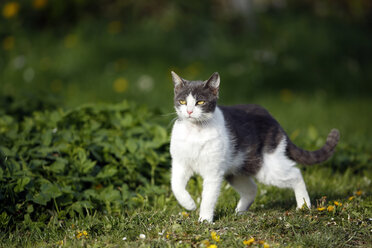 Deutschland, Baden-Württemberg, Grau-weiß gestromte Katze, Felis silvestris catus, stehend auf Wiese - SLF000413