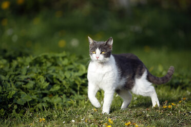 Germany, Baden-Wuerttemberg, Grey white tabby cat, Felis silvestris catus, standing on meadow - SLF000413