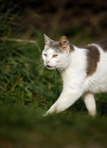 Deutschland, Baden-Württemberg, Grau-weiß gestromte Katze, Felis silvestris catus, auf Wiese gehend - SLF000414