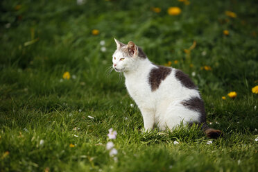 Deutschland, Baden-Württemberg, Grau-weiß gestromte Katze, Felis silvestris catus, sitzend auf Wiese - SLF000415