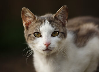 Deutschland, Baden-Württemberg, Braun-weiß getigerte Katze, Felis silvestris catus, Porträt - SLF000416