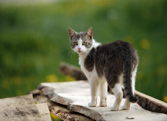 Deutschland, Baden-Württemberg, Grau-weiß gestromte Katze, Felis silvestris catus, stehend auf Holzstapel - SLF000417