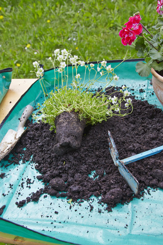 Flowers with potting soil on garden table stock photo
