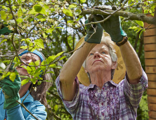 Ältere Mutter und Tochter beschneiden Baum - AKF000372