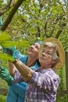 Ältere Mutter und Tochter beschneiden Baum - AKF000382