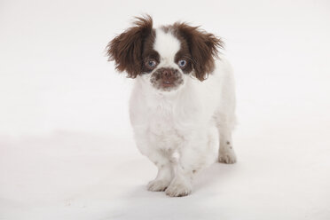 Portrait of mongrel puppy standing in front of white background - HTF000425