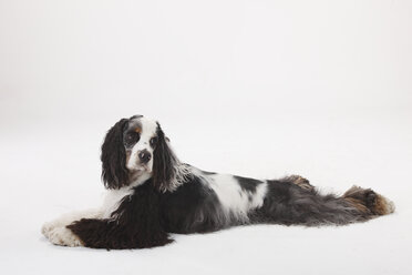 American Cocker Spaniel liegend vor weißem Hintergrund - HTF000427