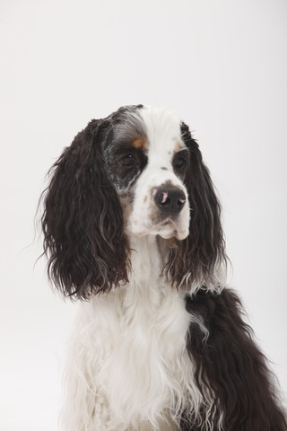 Porträt eines American Cocker Spaniels vor weißem Hintergrund, lizenzfreies Stockfoto