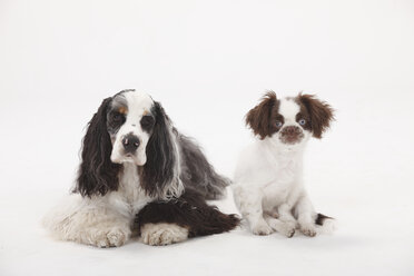 Portrait of American Cocker Spaniel and mongrel puppy side by side in front of white background - HTF000430