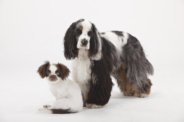 Portrait of American Cocker Spaniel and mongrel puppy in front of white background - HTF000431