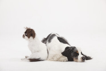 American Cocker Spaniel and mongrel puppy side by side in front of white background - HTF000432