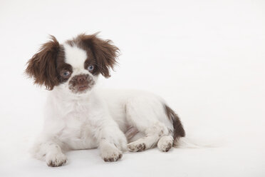 Portrait of mongrel puppy lying in front of white background - HTF000433