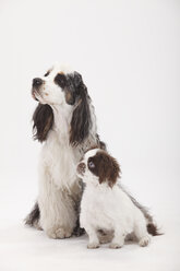 Portrait of American Cocker Spaniel and mongrel puppy in front of white background - HTF000434