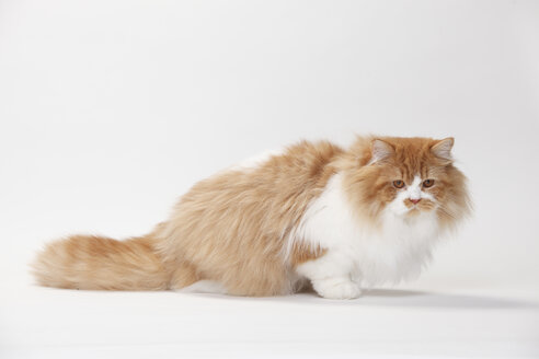 Porträt von British Longhair Cat Kater sitzt vor weißem Hintergrund - HTF000436