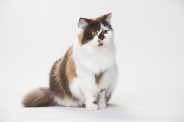 Portrait of British Longhair Cat sitting in front of white background - HTF000438