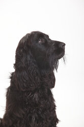 Porträt eines schwarzen English Cocker Spaniels vor weißem Hintergrund - HTF000447
