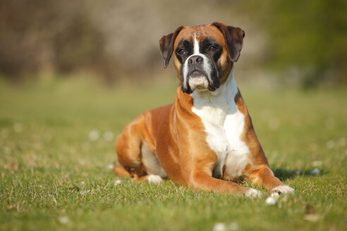 Portrait of German Boxer lying on a meadow - HTF000456