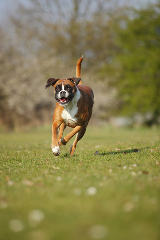 Portrait of German Boxer running on a meadow stock photo