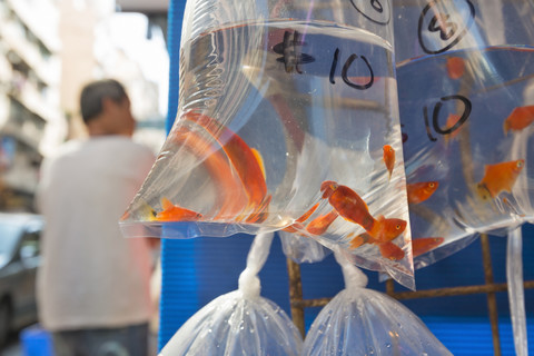 China, Hongkong, Plastiktüte mit Goldfischen auf dem Fischmarkt Mong Kok in der Innenstadt von Kowloon, lizenzfreies Stockfoto