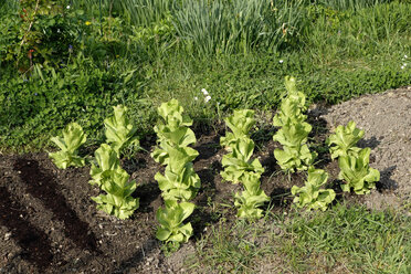 Bed with growing organic lettuce plants - NDF000442