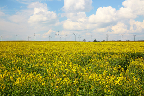 Deutschland, Schleswig-Holstein, Mölln, Windräder im gelben Rapsfeld, Brassica napus, lizenzfreies Stockfoto
