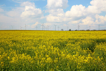 Deutschland, Schleswig-Holstein, Mölln, Windräder im gelben Rapsfeld, Brassica napus - DHL000448