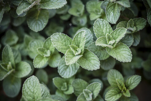 Deutschland, Baden-Württemberg, Minze, Mentha, im Garten - SBDF000849