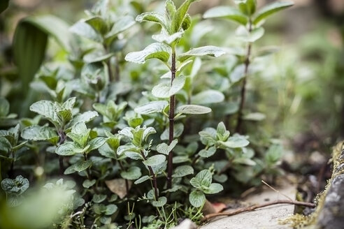 Deutschland, Baden-Württemberg, Minze, Mentha, im Garten - SBDF000851