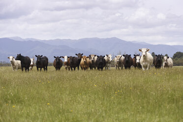 New Zealand, flock of cows standing in a row on grazing land - STDF000038