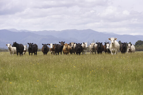 Neuseeland, eine Herde Kühe steht in einer Reihe auf einer Weide - STDF000038