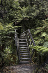 New Zealand, Abel Tasman Nationalpark, view to old stairs - STDF000041