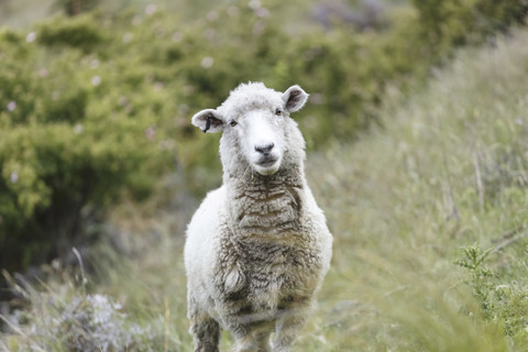 New Zealand, portrait of sheep stock photo